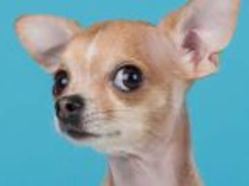 Perro chihuahua se come a su dueño