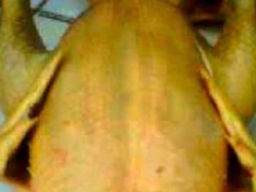 ESTE POLLO MUERTO SE MUEVE ANTES DE SER VENDIDO