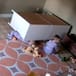 Bebé de 2 años salva milagrosamente a su hermano de ser aplastado