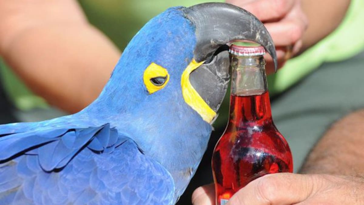 Los animales que han logrado tener un Récord Guiness