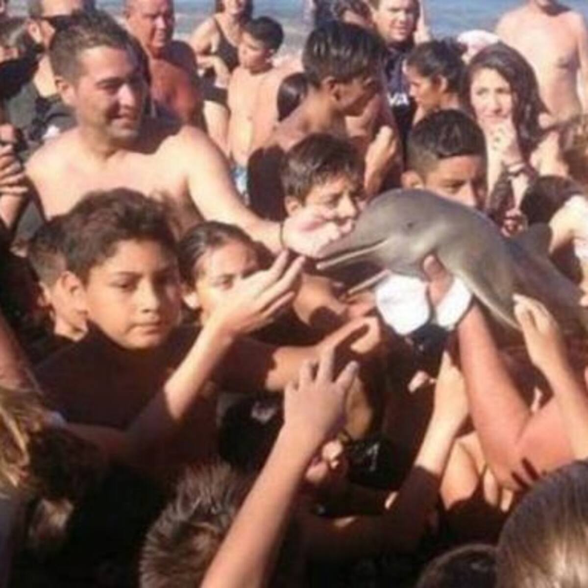 Delfín muere a manos de turistas