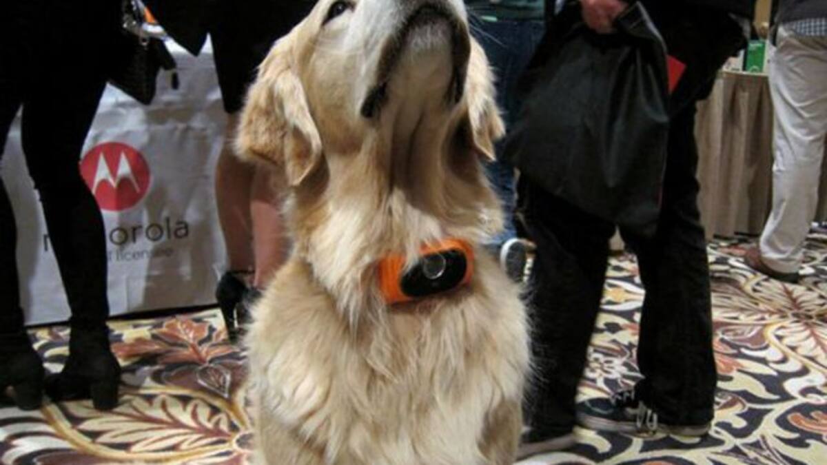 Smartphone para perros