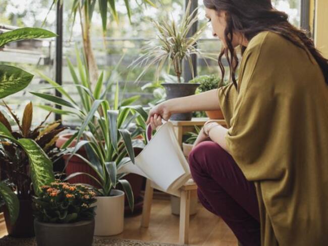 Aprovecha el agua que te sobra para regar tus plantas