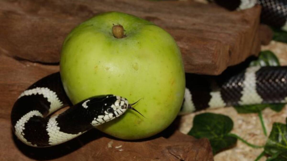 La verdadera fruta prohibida de la biblia