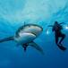 Ballena jorobada protege a buceadora de un tiburón