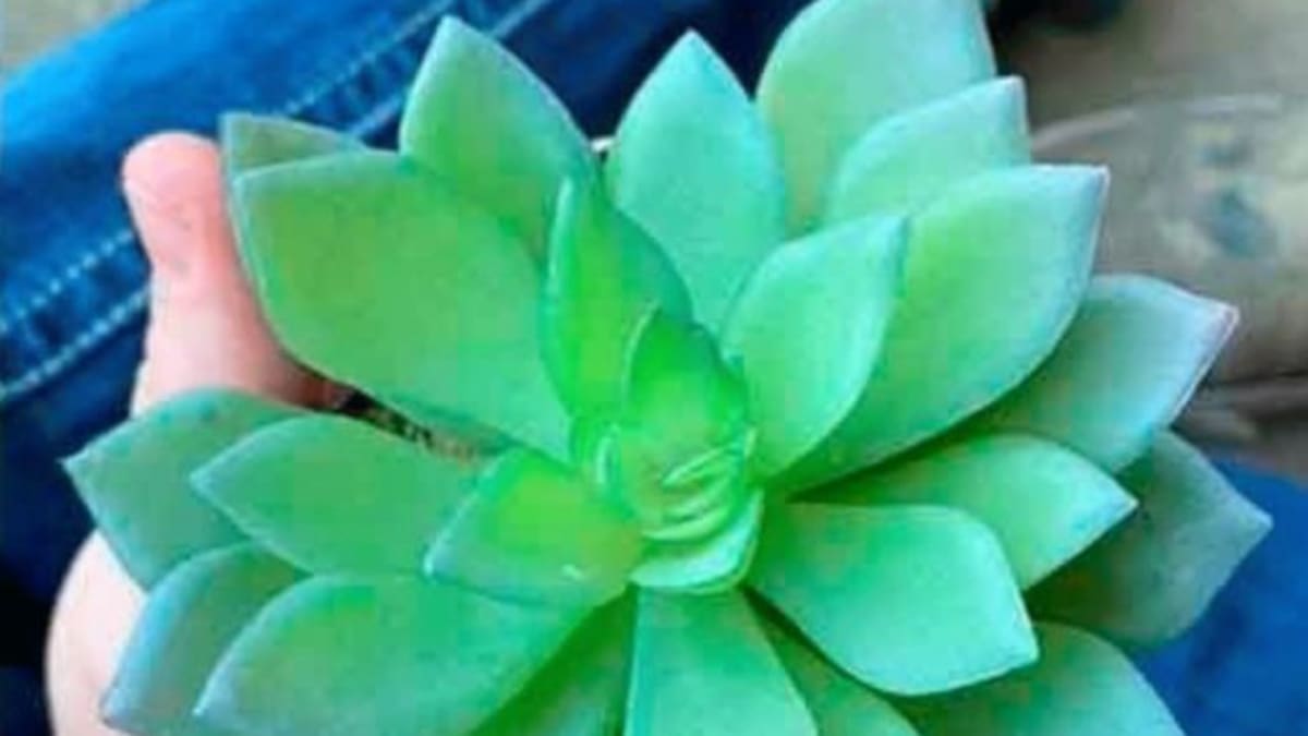 Regó una planta durante años, tiempo después descubrió que era de plástico