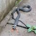 ¡INCREÍBLE! ENCUENTRAN SERPIENTE CON PATAS