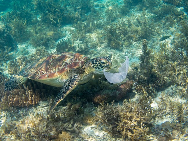 Las tortugas son una de las especies más afectadas por la contaminación de plásticos en los océanos