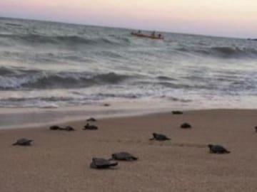 Nacen tortuguitas en peligro de extinción gracias a playa desierta por distanciamiento social