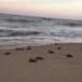 Nacen tortuguitas en peligro de extinción gracias a playa desierta por distanciamiento social