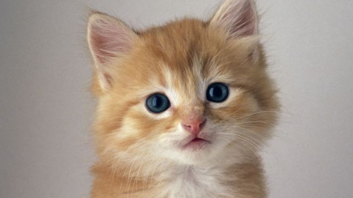 Crean app que te ayuda a saber si tu gato es feliz