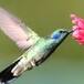 ¿Por qué no vemos tantos colibríes?