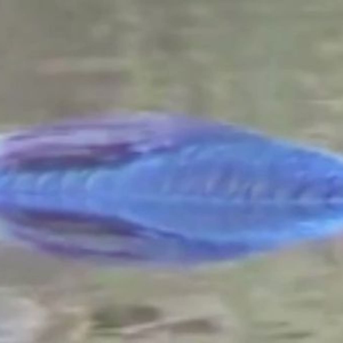 Captan pez fluorescente en Carolina del Norte