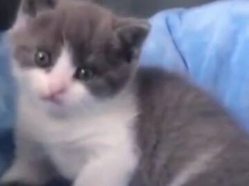 Conoce al primer gato clonado que nació en China