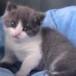 Conoce al primer gato clonado que nació en China