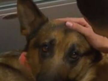 Rex, el perro que recibió cuatro disparos para salvar a su dueño