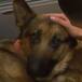 Rex, el perro que recibió cuatro disparos para salvar a su dueño
