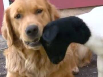 Un perro adopta a un cordero después de que este fuera rechazado por su madre