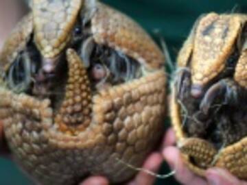 Por dispararle a un armadillo, terminó en el hospital