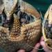 Por dispararle a un armadillo, terminó en el hospital