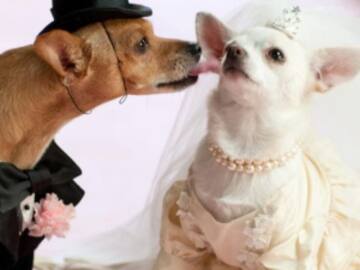 Boda de perros celebrada en un hotel mexicano