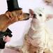 Boda de perros celebrada en un hotel mexicano