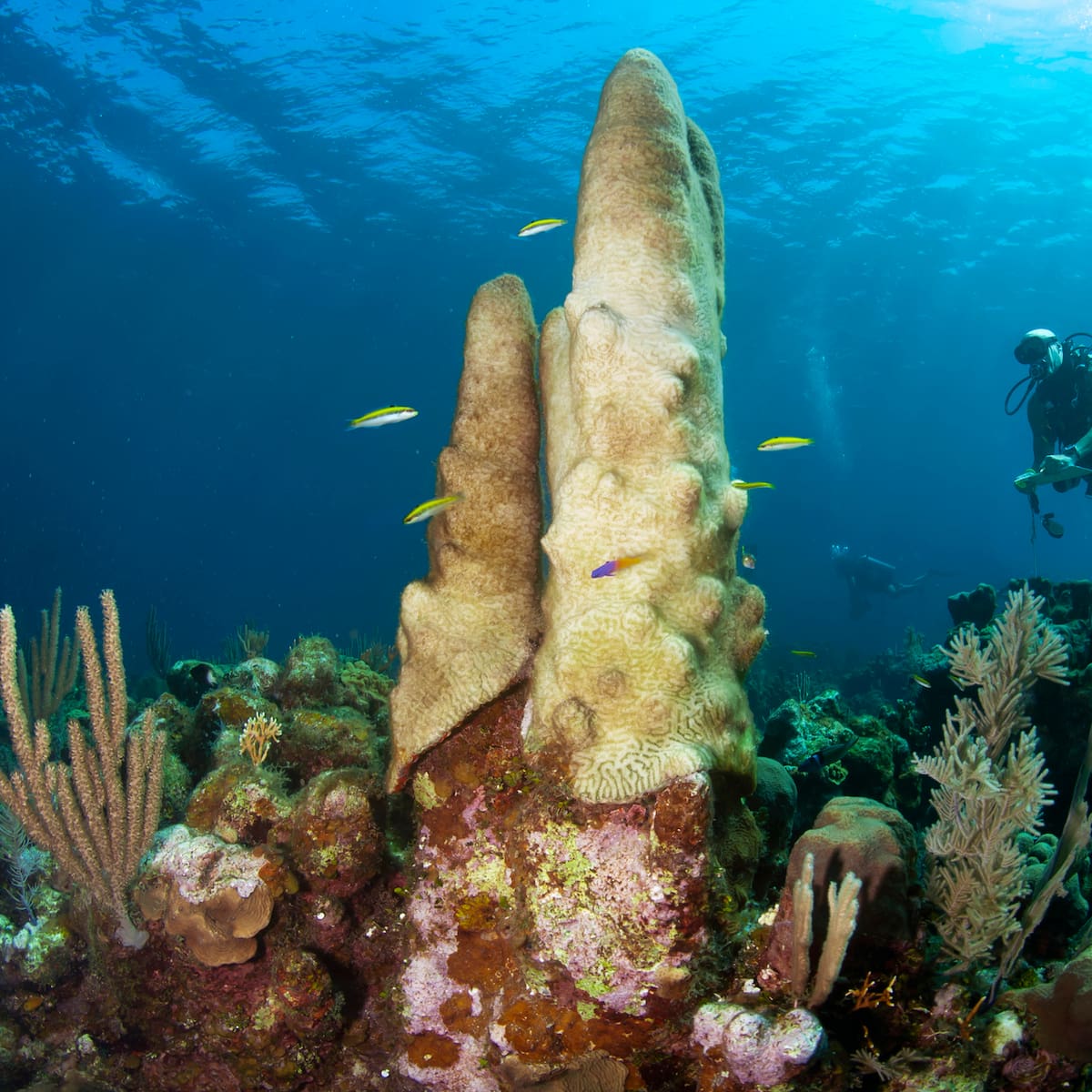 Inicia intensa búsqueda de Influencer que desapareció buceando en el mar; su tanque se esta quedando sin oxígeno