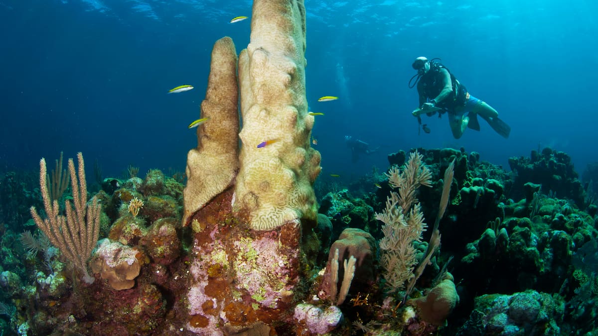Inicia intensa búsqueda de Influencer que desapareció buceando en el mar; su tanque se esta quedando sin oxígeno