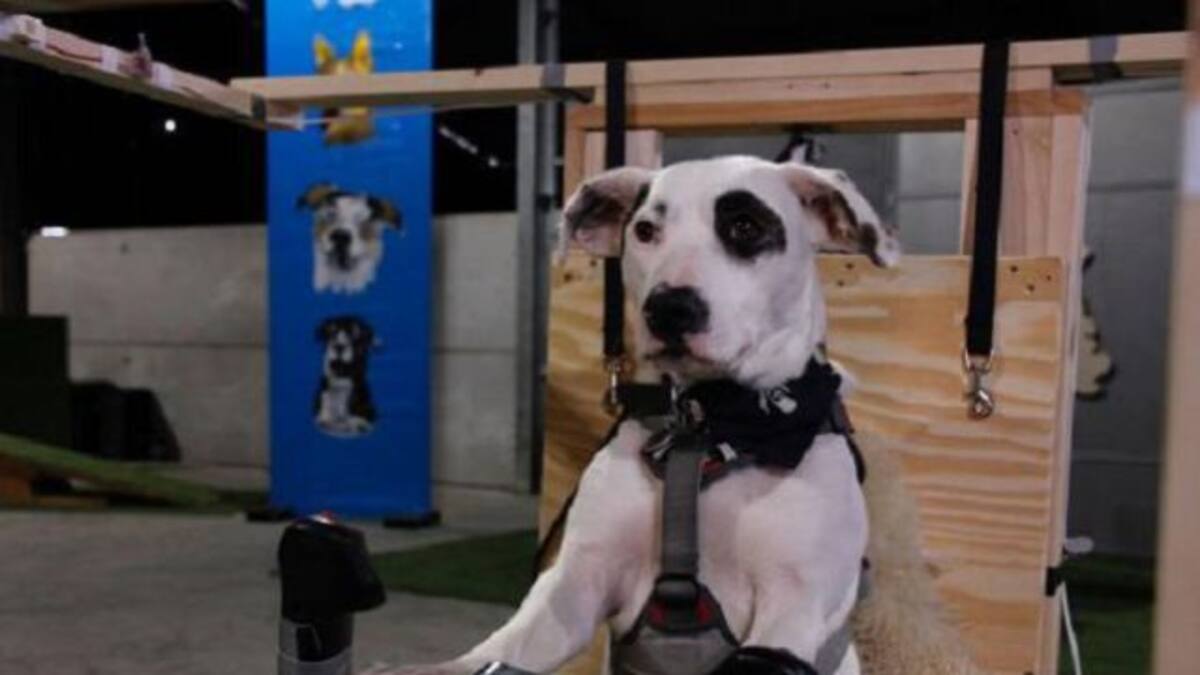 ¿Un perro piloteando un avión?