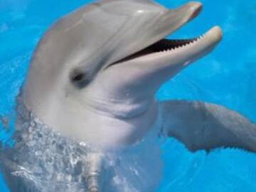 Los 10 animales más inteligentes del mundo