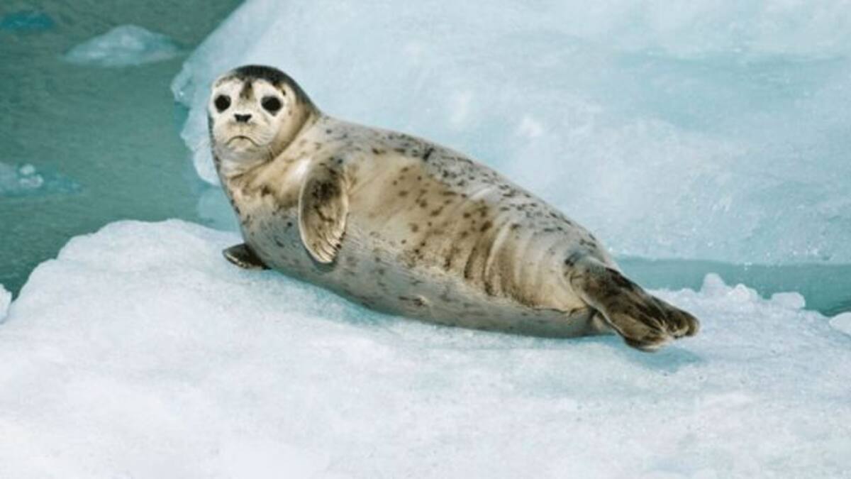 Foca bebé intenta escapar de refuguio y se vuelve viral