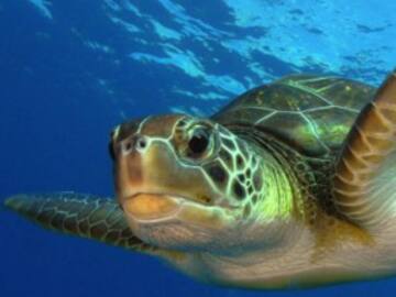 Culpan a tortuga de incendio de casa en Texas