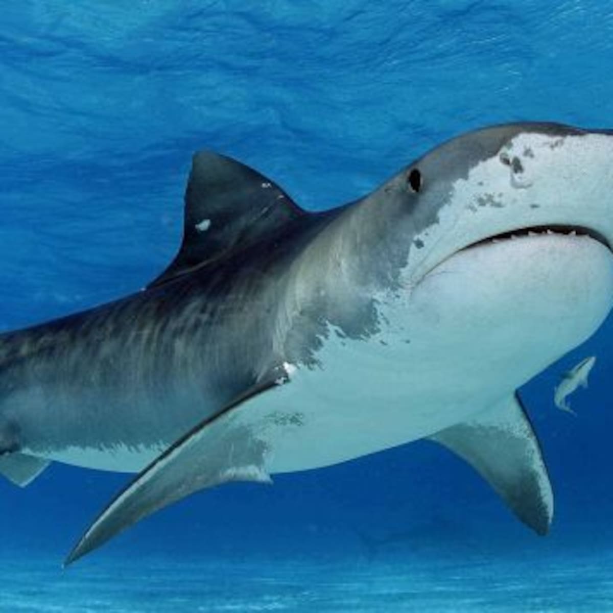 Buzo rescata a un tiburón