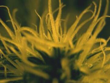 Metieron marihuana en la iglesia