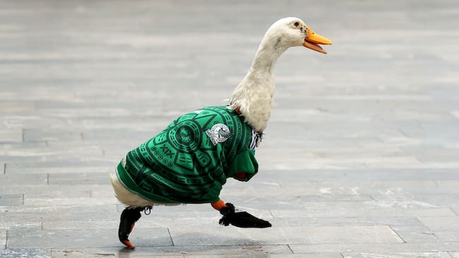 Le otorgan al Pato Merlín su marca registrada