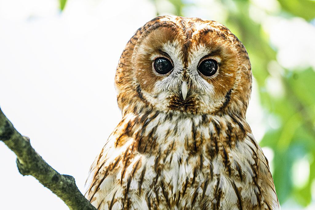 Día del Búho-04 de agosto