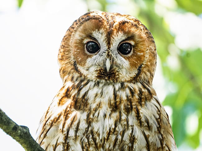 Día del Búho-04 de agosto