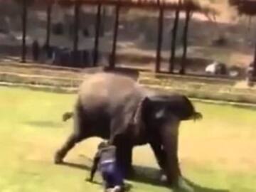 Este hermoso elefante defiende a su cuidador de un ataque
