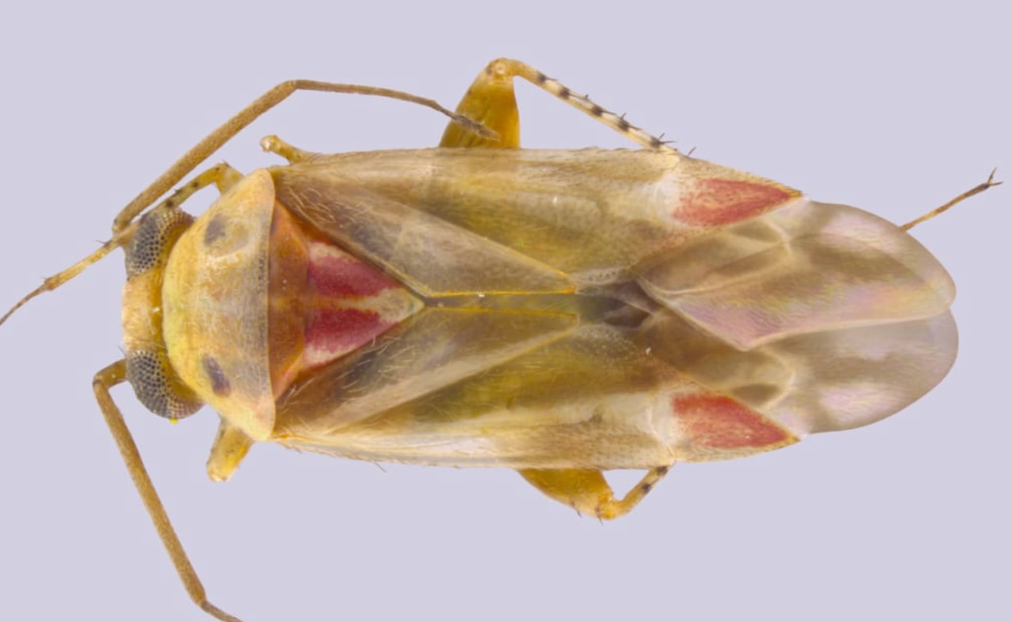Swiftiephylus