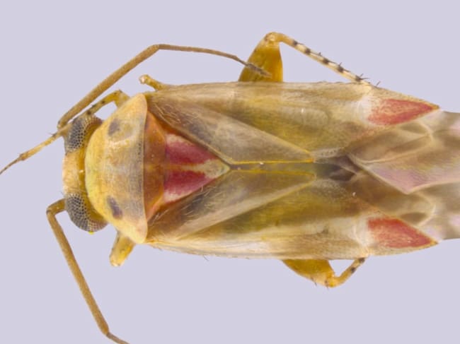Swiftiephylus