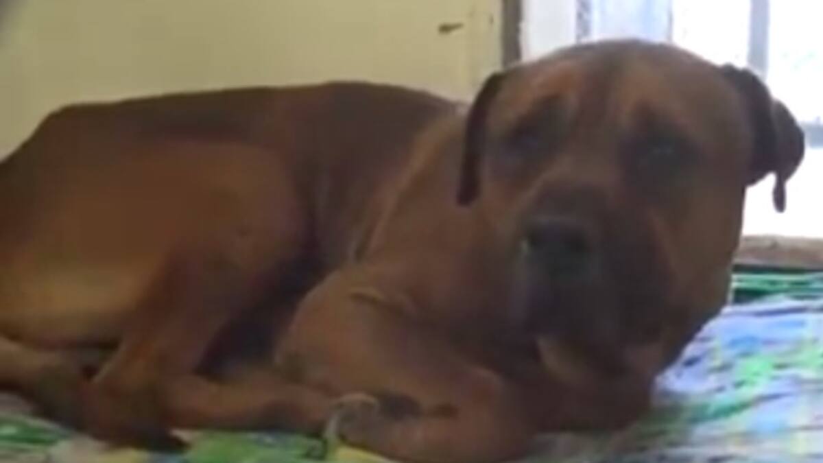 Perro llora desconsoladamente al ser abandonado y se hace viral