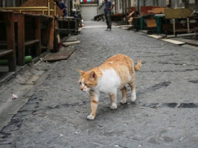 Más de mil gatos son los encargados de eliminar la plaga de ratas en Chicago