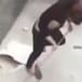 Pelea entre mujer y rata se hace viral