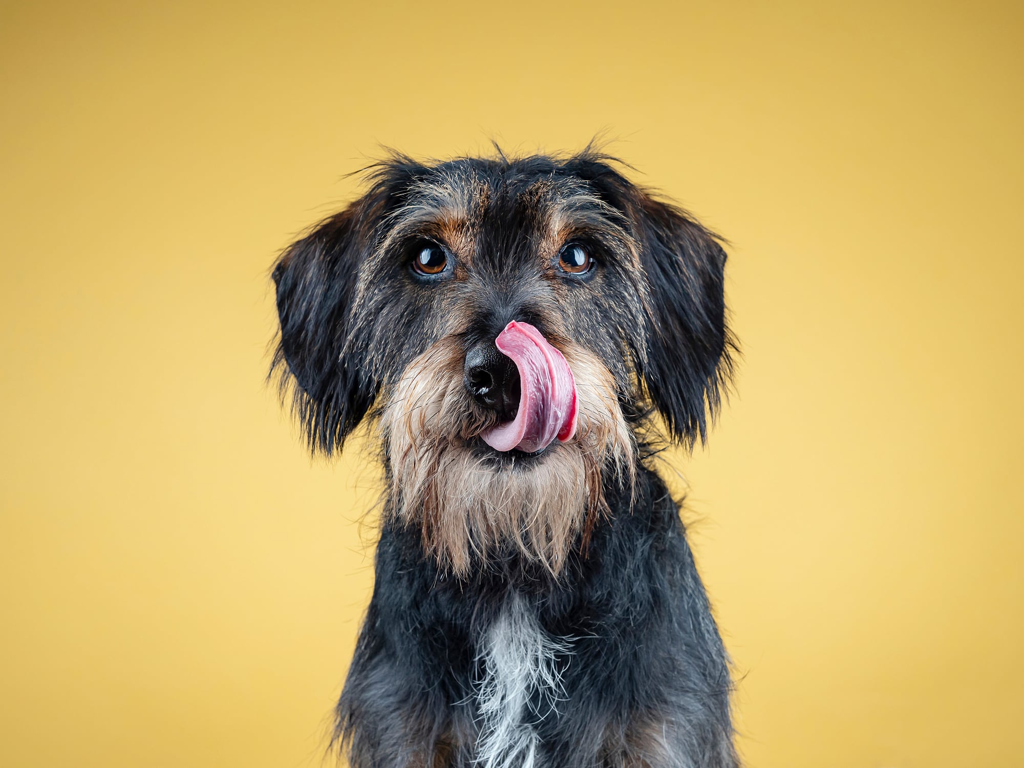 ¿Porqué huelen las patas de los perros?