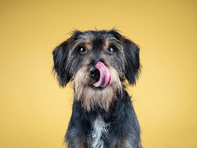 ¿Porqué huelen las patas de los perros?