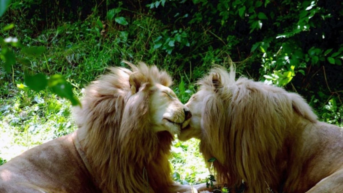 Los "leones gay" de Kenia