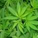 Diputado del PRD busca legalizar la marihuana para uso lúdico