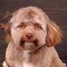 Perro con cara de humano que nos hizo decir ¡WTF!