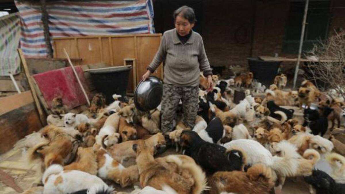 Alimentan diario a mil 300 perros