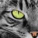 ¡Gato Radioactivo!